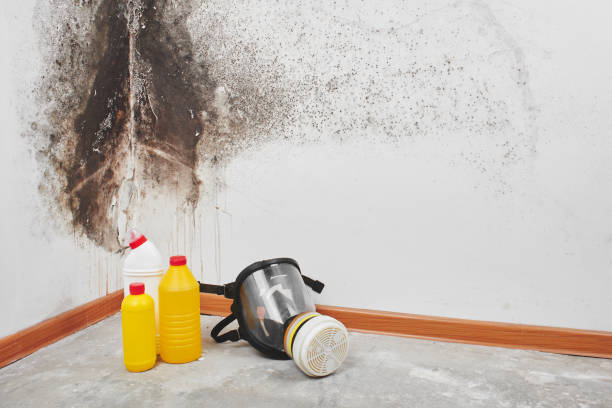 Best HVAC Mold Remediation in Wallingford Center, CT