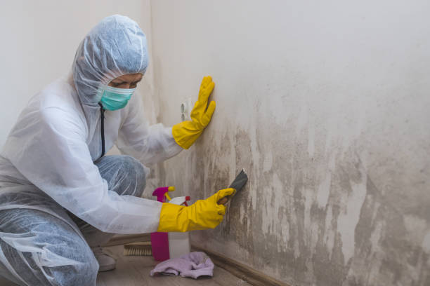  Wallingford Center, CT Mold Removal Pros