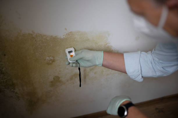 Best Localized Mold Remediation (e.g., coastal areas, humid climates) in Wallingford Center, CT