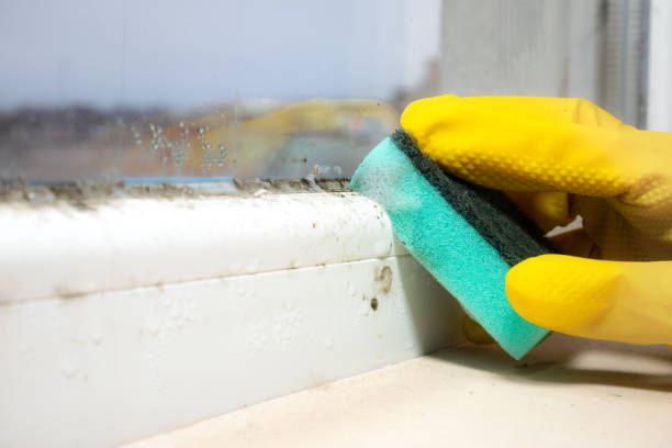 Best Emergency Mold Remediation in Wallingford Center, CT