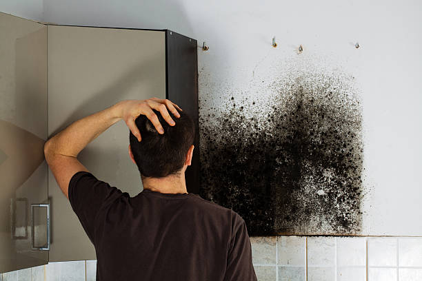 Best Industrial Mold Remediation in Wallingford Center, CT