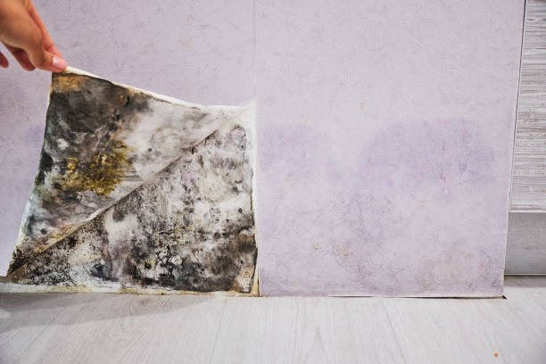 Best Localized Mold Remediation (e.g., coastal areas, humid climates) in Wallingford Center, CT